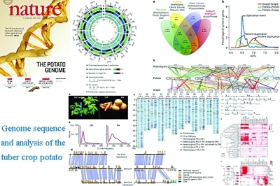 中國科學(xué)家主導(dǎo)的馬鈴薯基因組研究榮登《自然》雜志封面